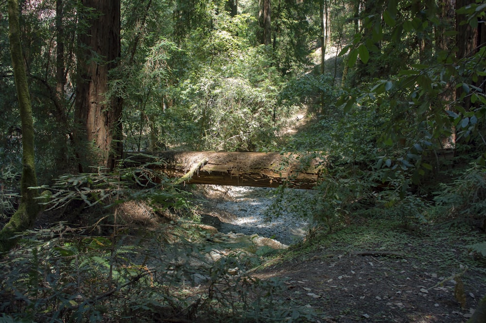 brown tree log on river