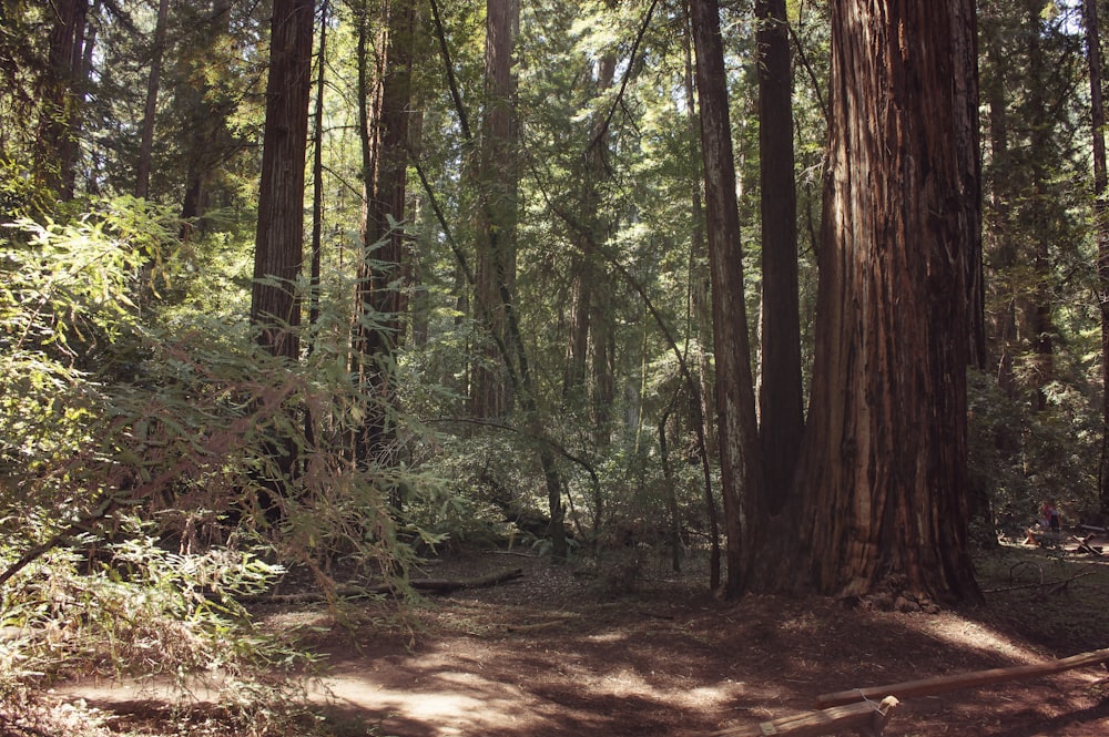 brown dirt road in the middle of forest during daytime