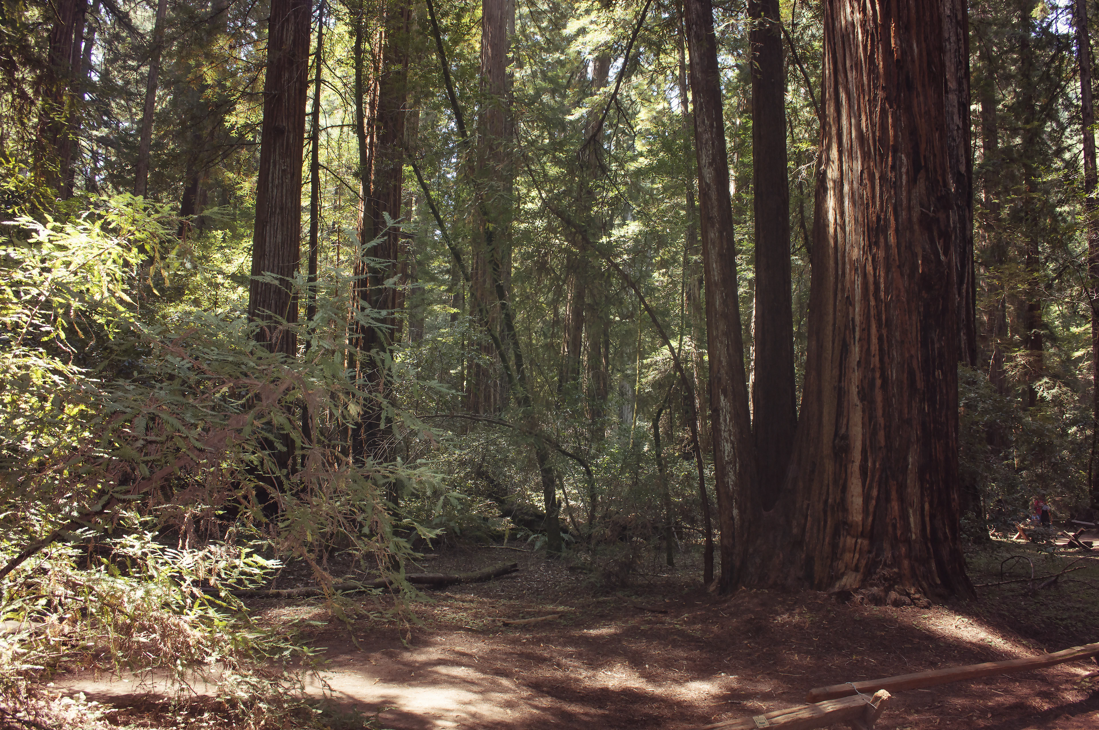 Mendocino culture