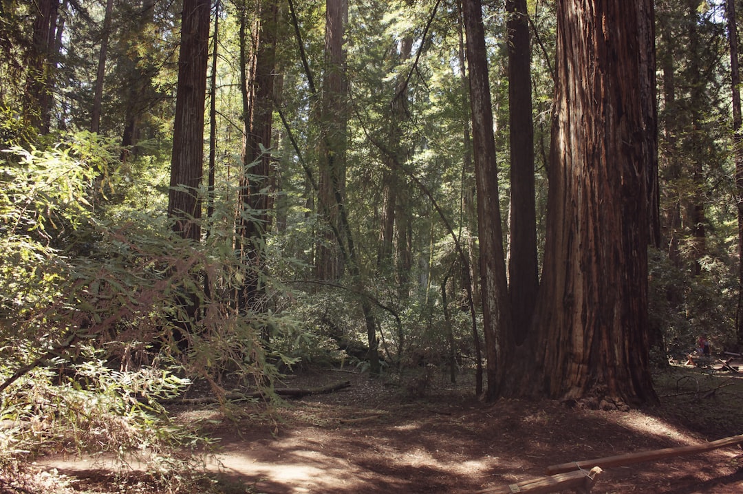 A Springtime Escape Exploring the Magnificent Redwood Groves Near R… — A Springtime Escape Exploring the Magnificent