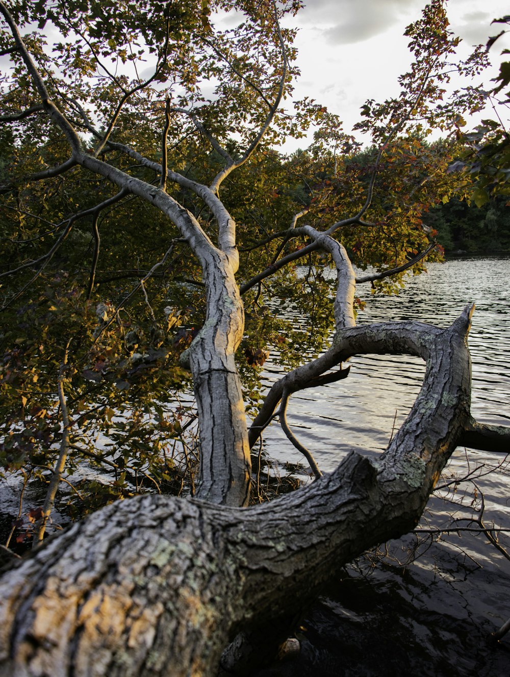 brown tree trunk with green leaves