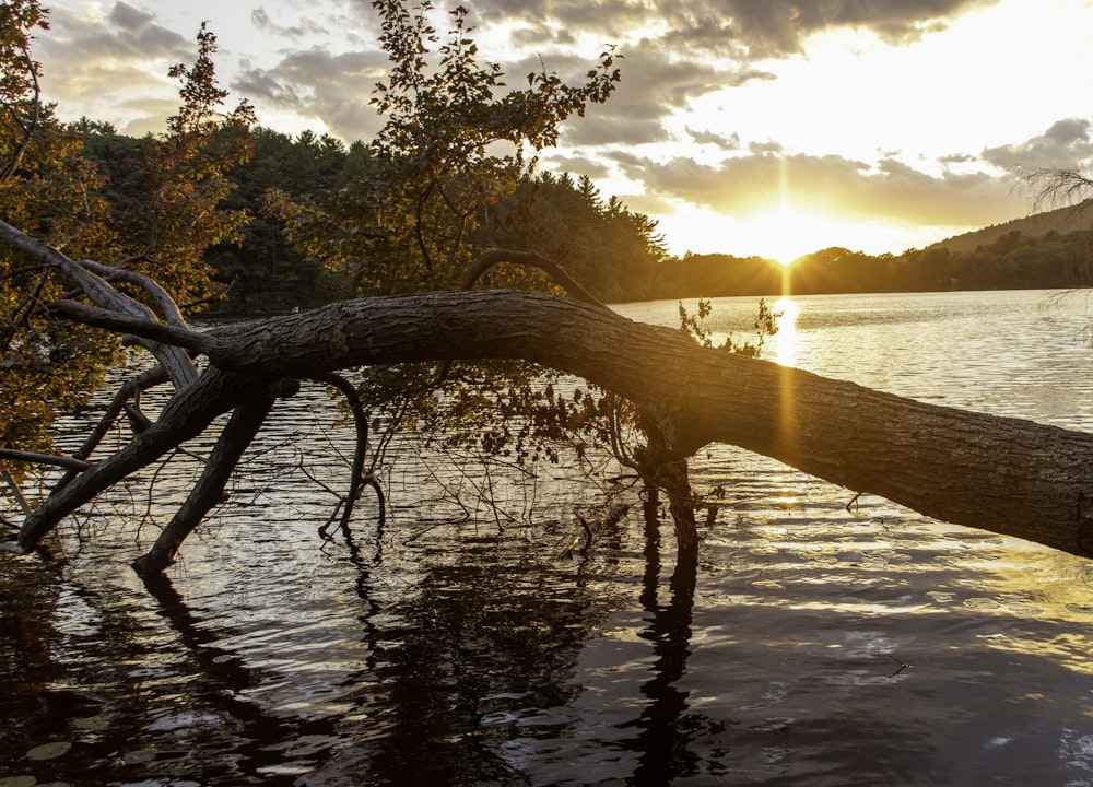 brown tree trunk on water during sunset