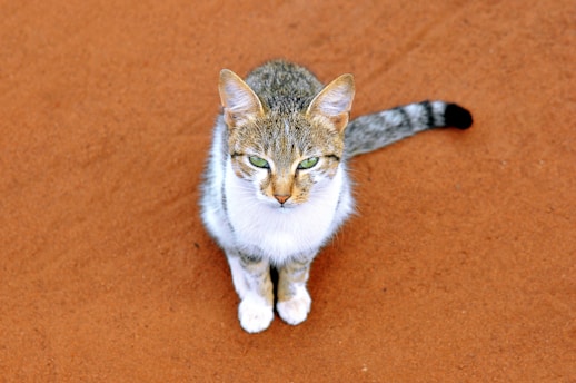 white and grey tabby cat