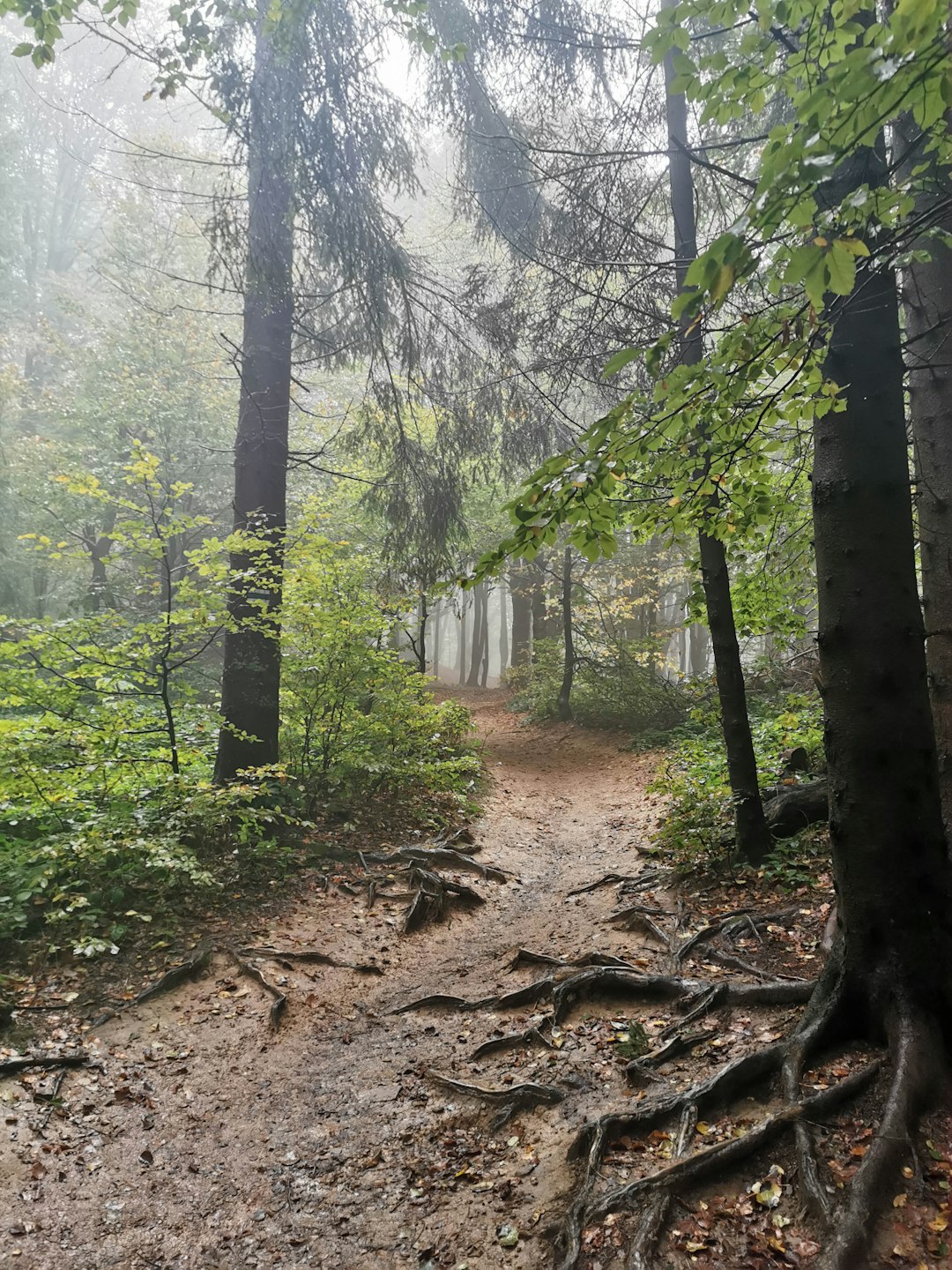 Forest photo spot Bieszczady Solina, Poland