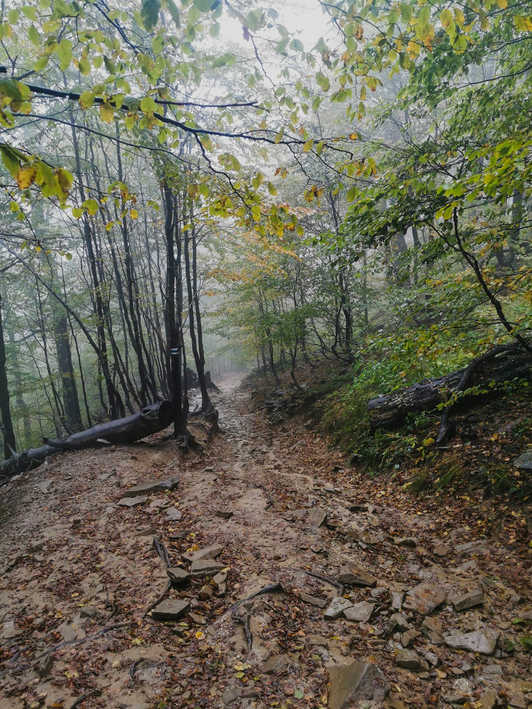 Forest photo spot Bieszczady Tyrawa Wołoska