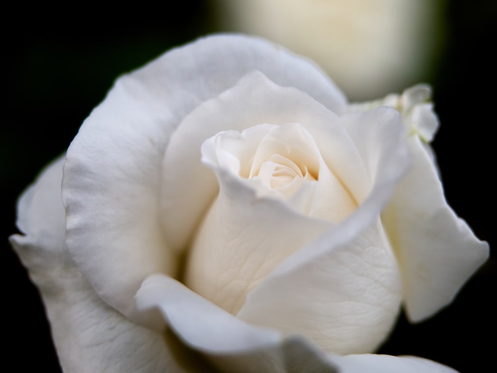 white rose in bloom in close up photography