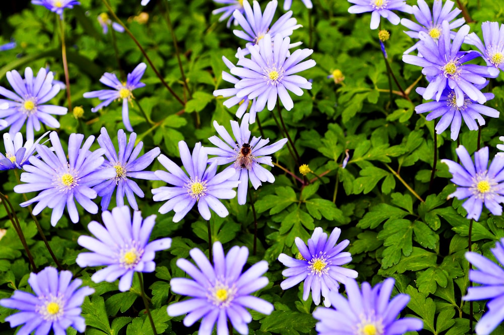 purple flowers with green leaves