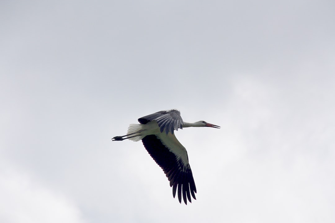stork