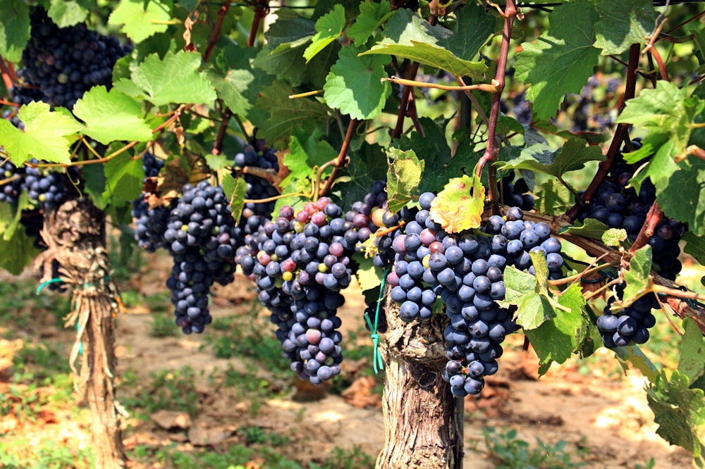 Weingut Nachfolge gesucht in der Schweiz