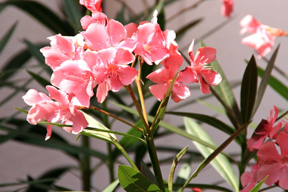 pink and white flowers in tilt shift lens