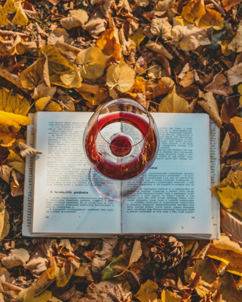 red and clear glass ball on brown dried leaves