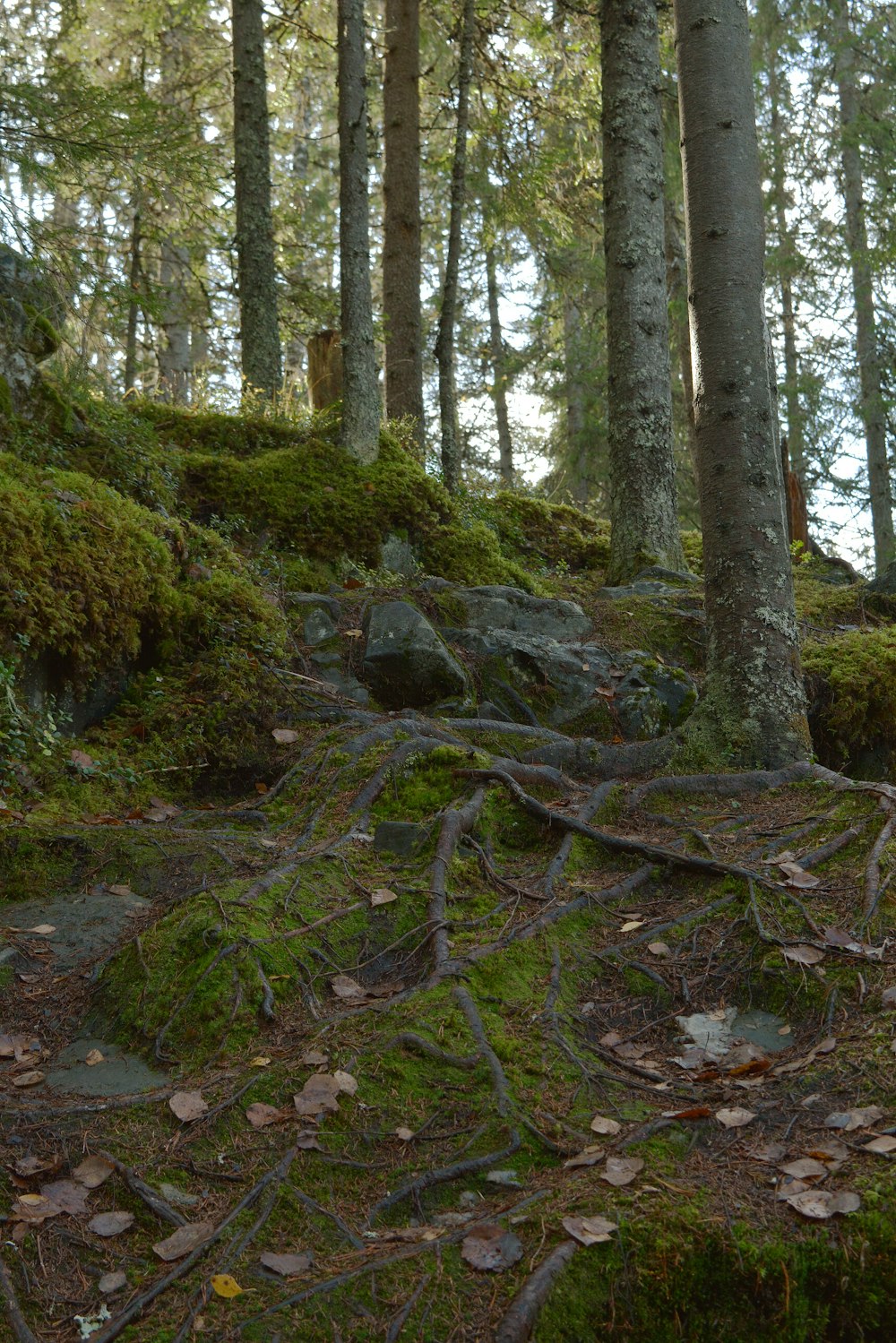 green moss on brown tree trunk