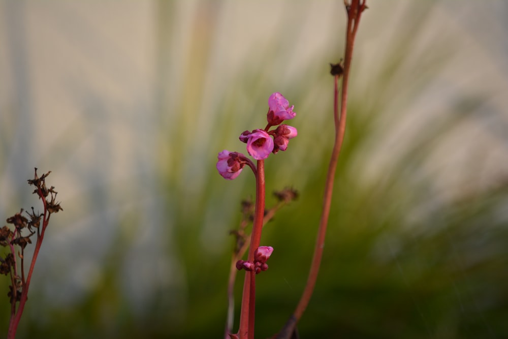 pink flower in tilt shift lens