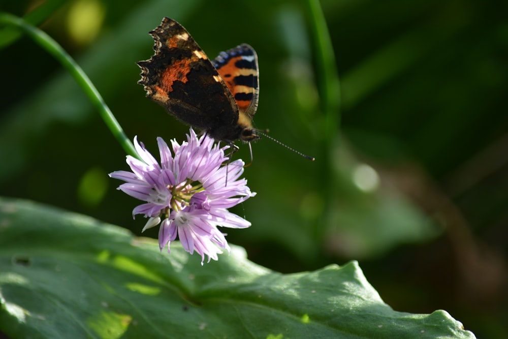 orangefarbener schwarz-weißer Schmetterling auf lila Blume