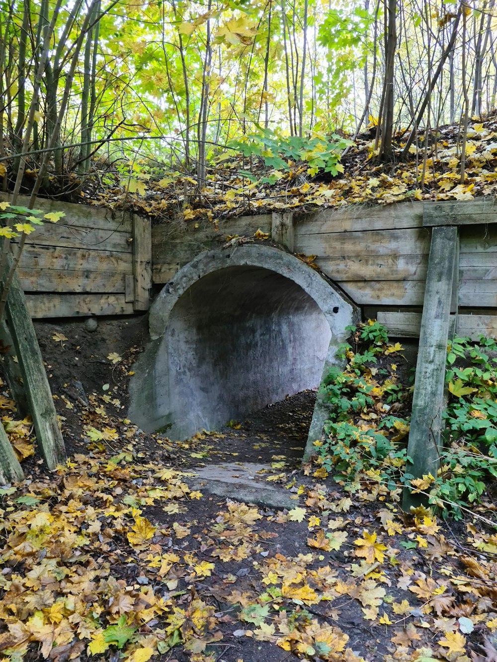 brown wooden bridge over green and brown leaves