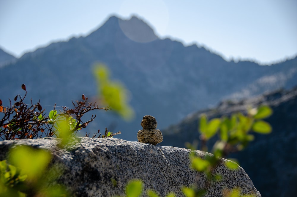 brown and black bird on gray rock during daytime