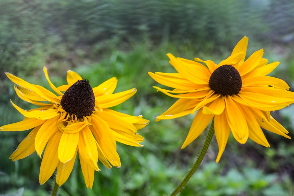 yellow sunflower in tilt shift lens