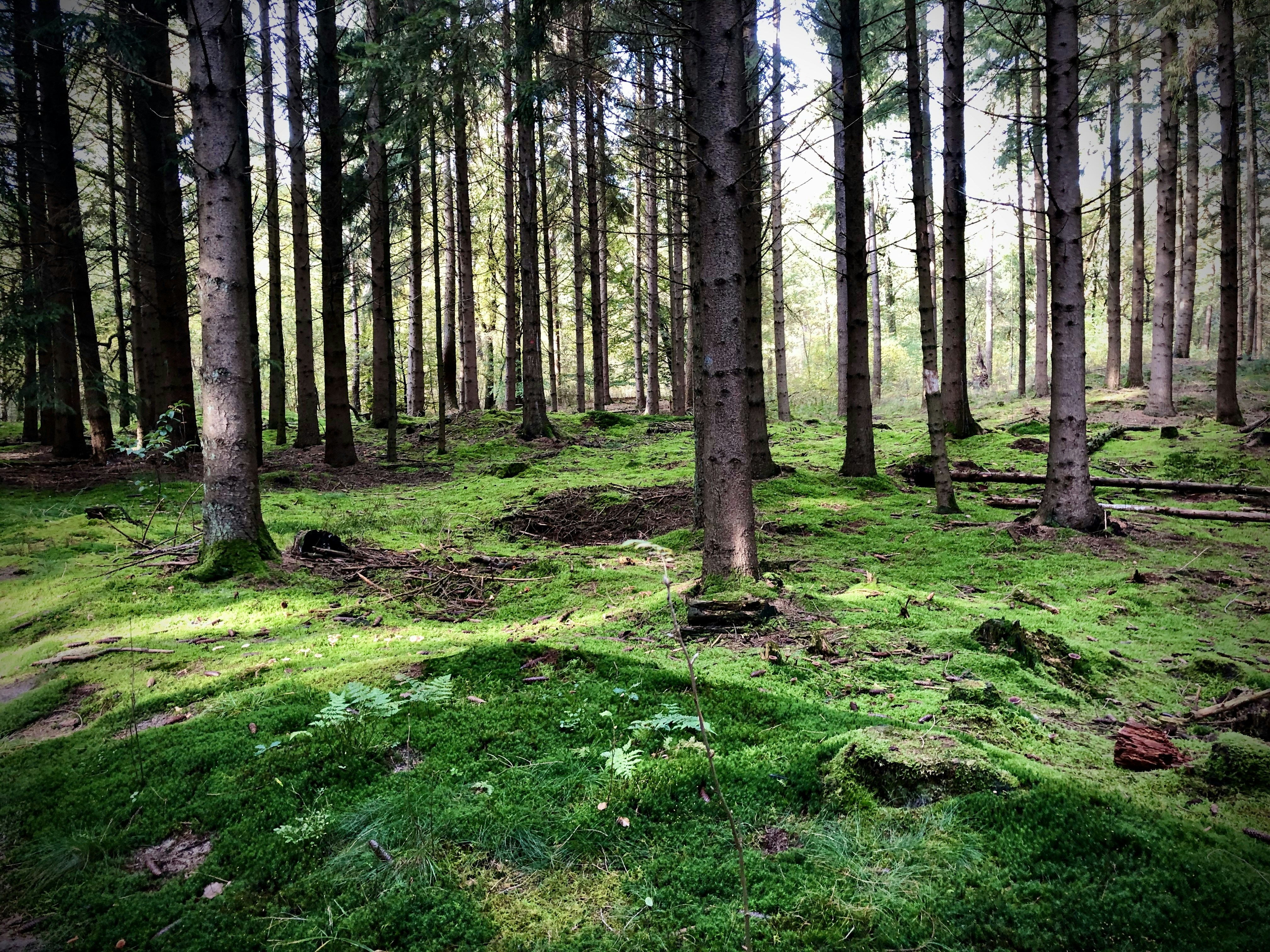 地面が苔むした針葉樹の森