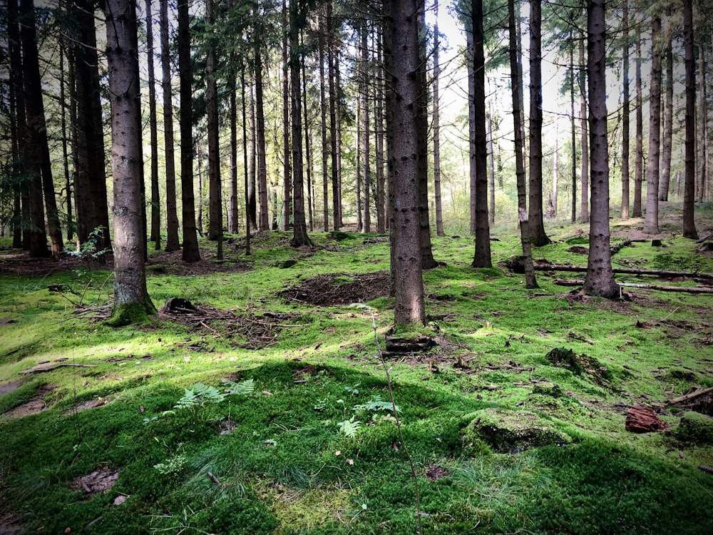 green grass field with trees