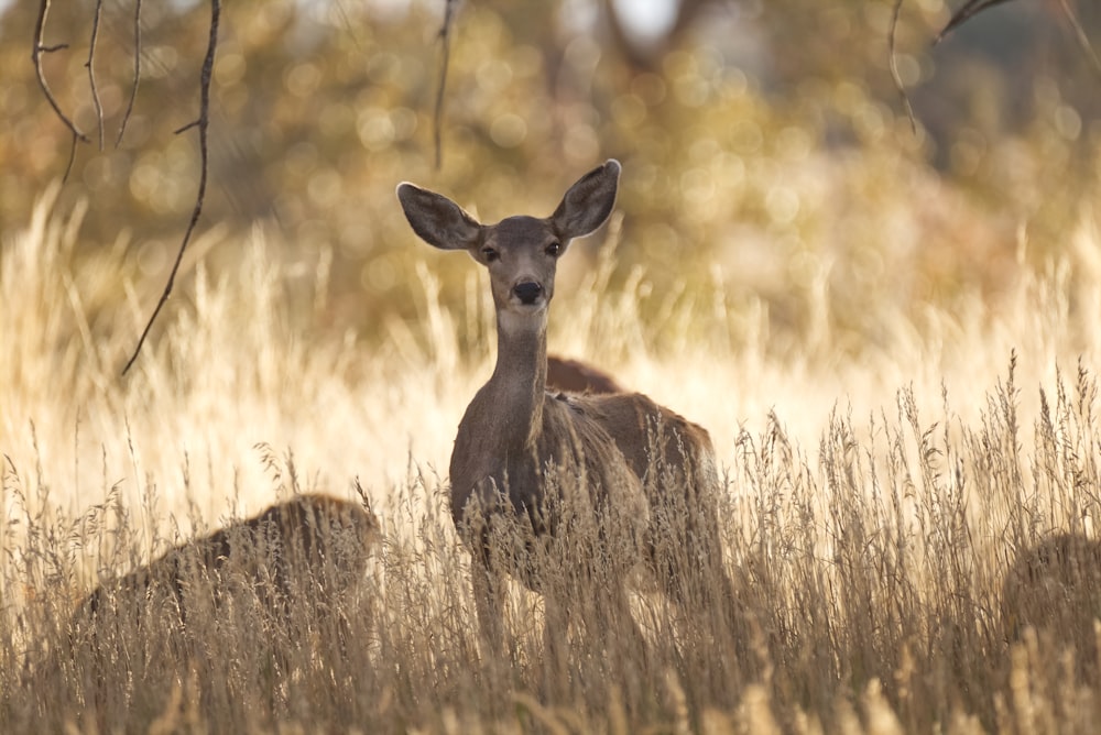 brown deer on brown grass field during daytime