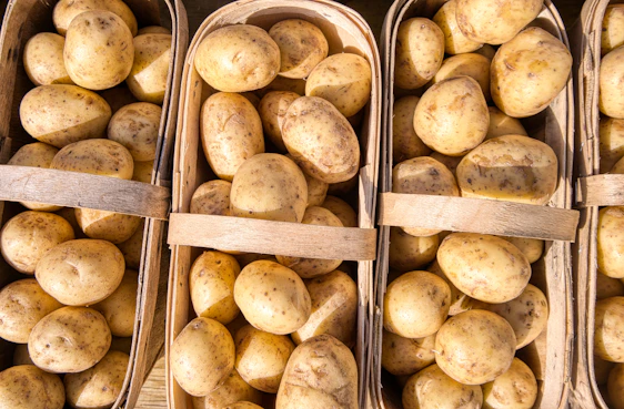 A vibrant basket filled with freshly harvested Colamboo potatoes resting on rustic wooden crates.