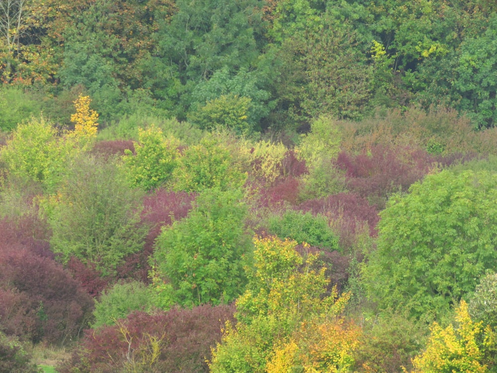 green and red trees during daytime