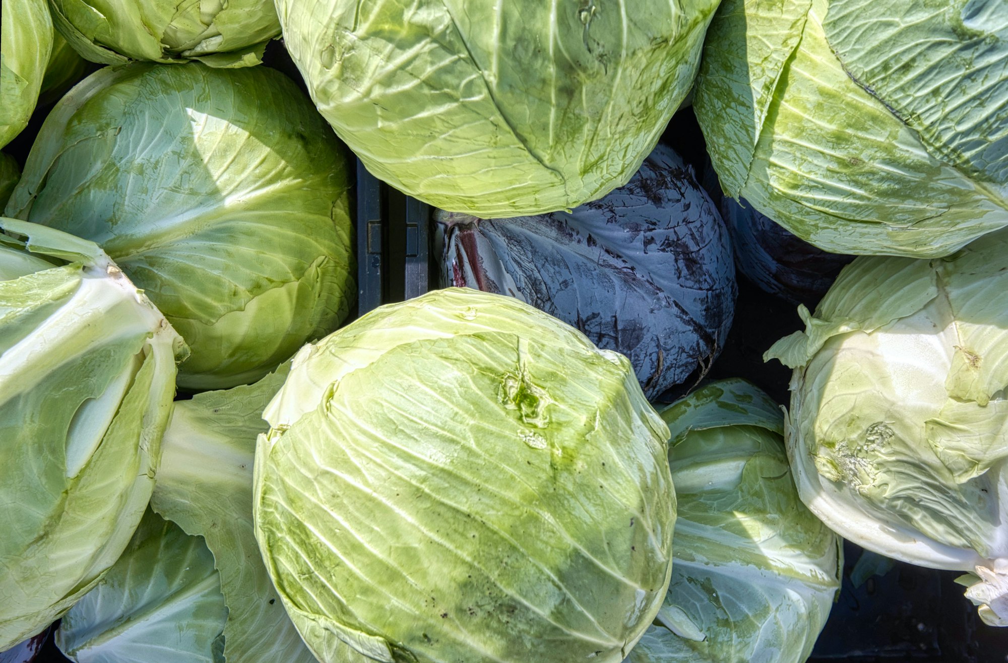 A close view of a basket of cabbages