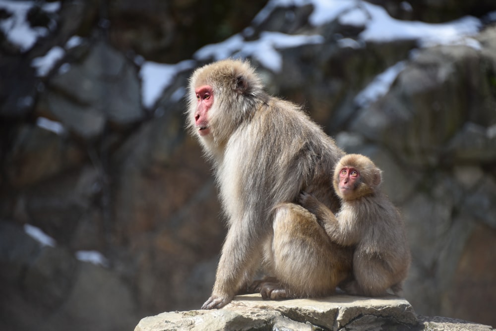 two brown monkeys on brown rock