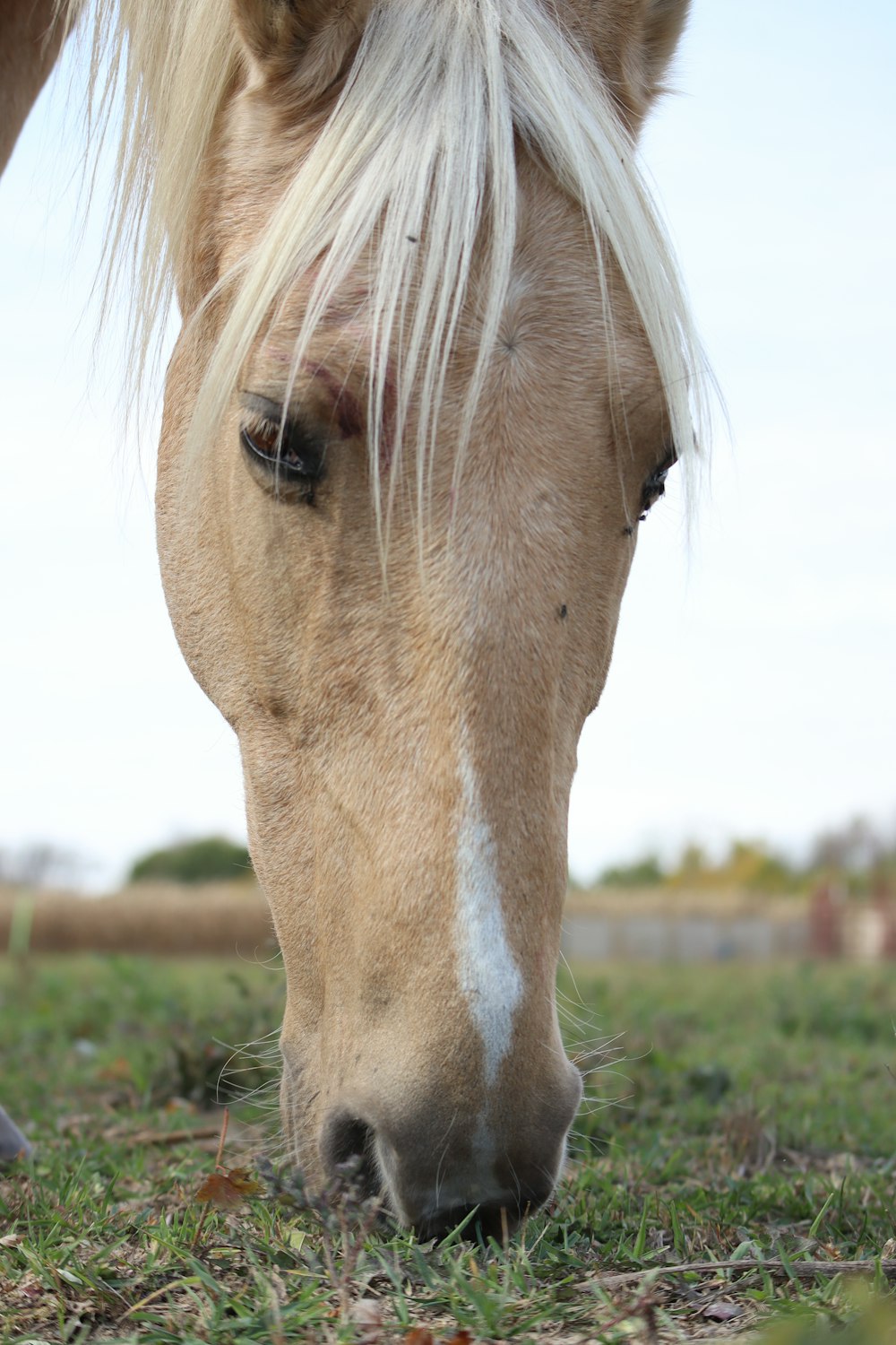 white horse on green grass field during daytime