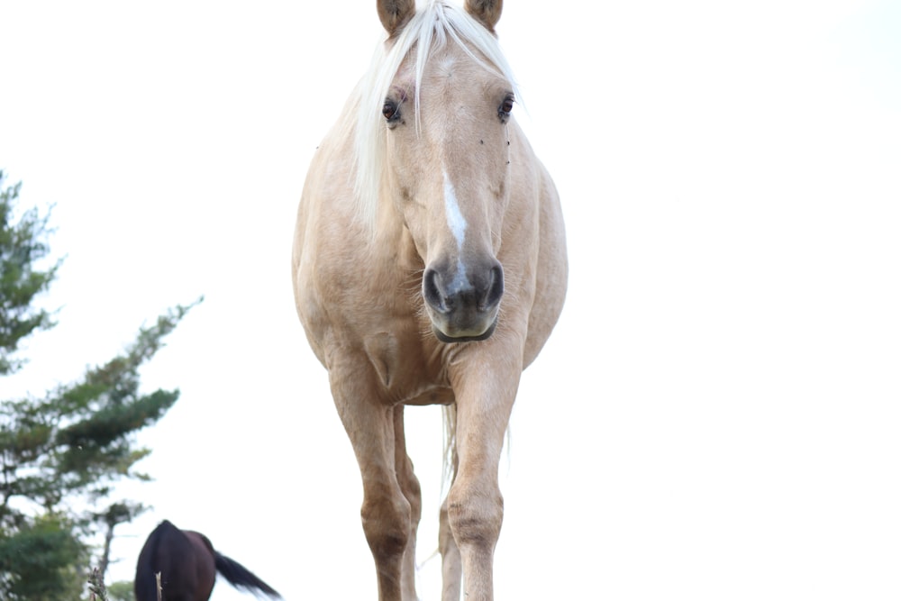 white horse standing on white background