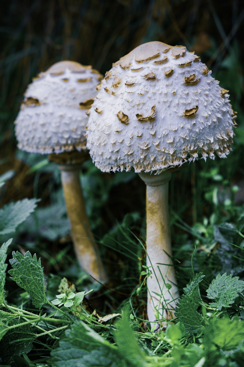 white and brown mushroom in close up photography