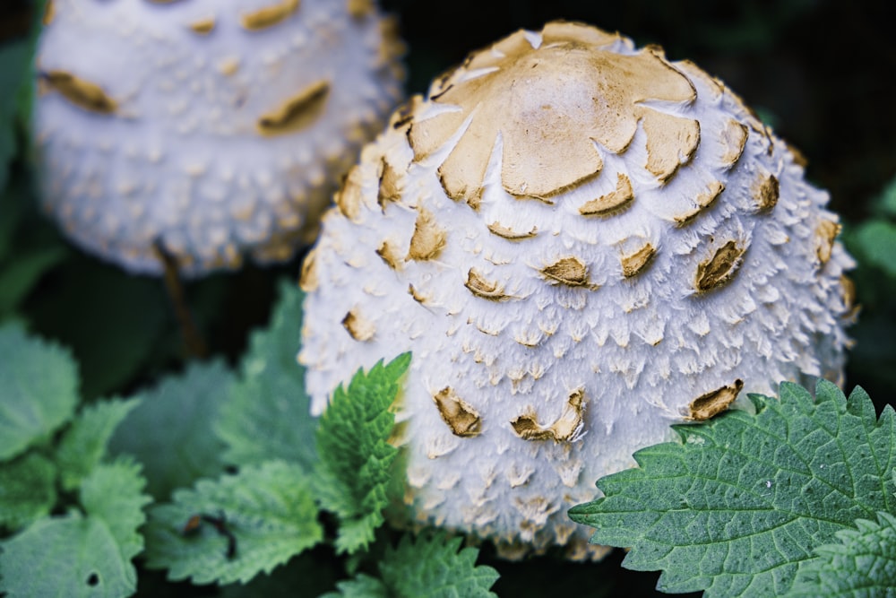 white and brown mushroom on green leaves