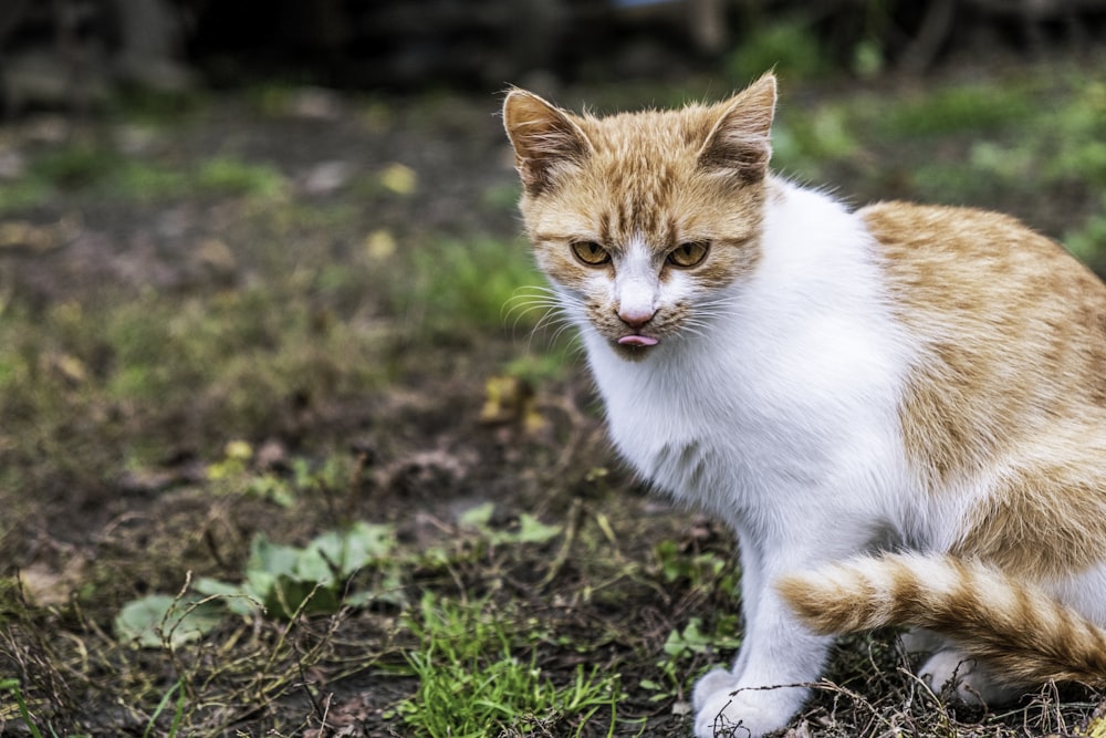 orange and white cat on green grass