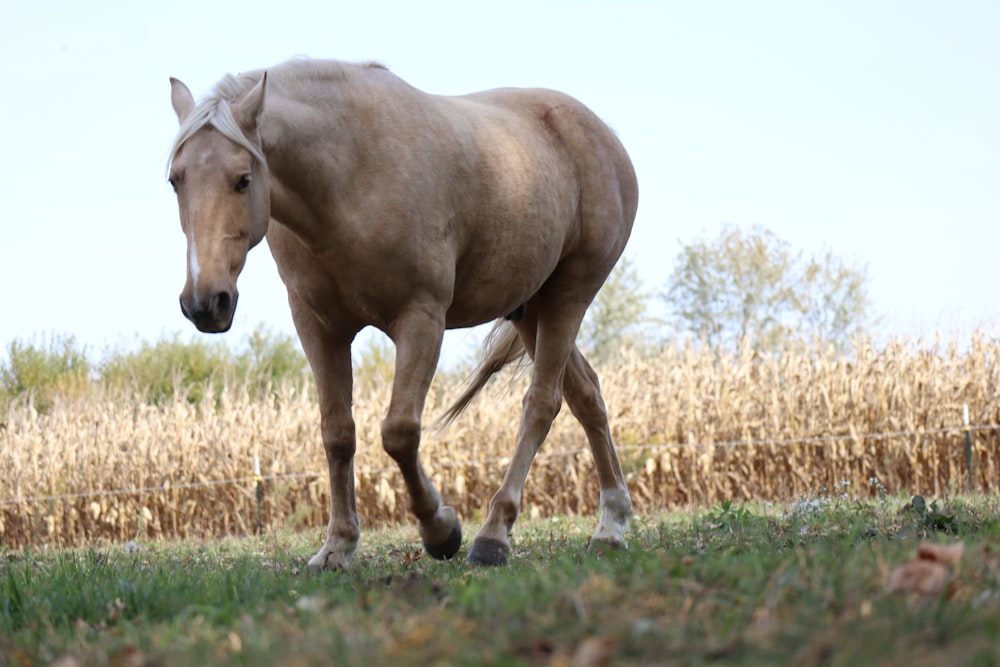 brown horse eating grass during daytime