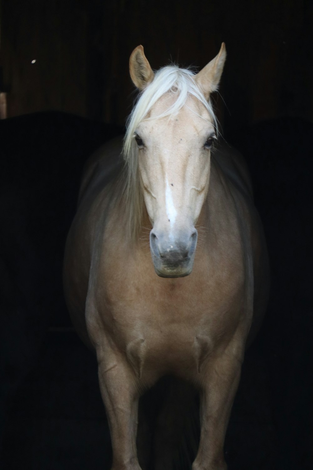 Caballo marrón con pelo blanco