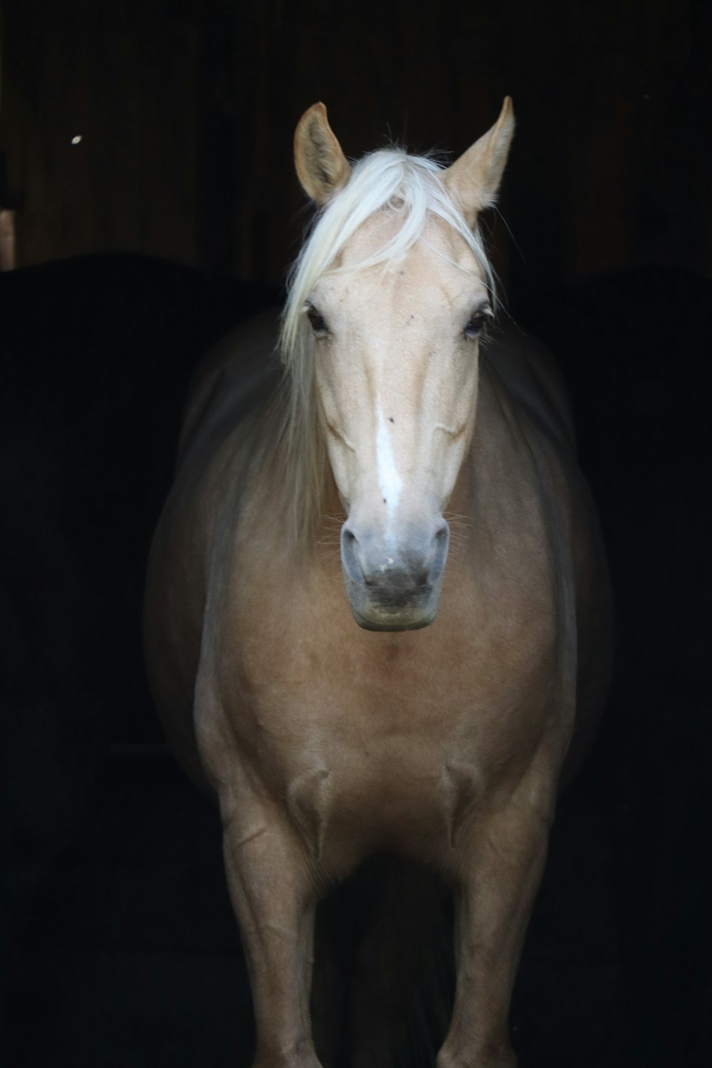 Cavallo marrone con il pelo bianco