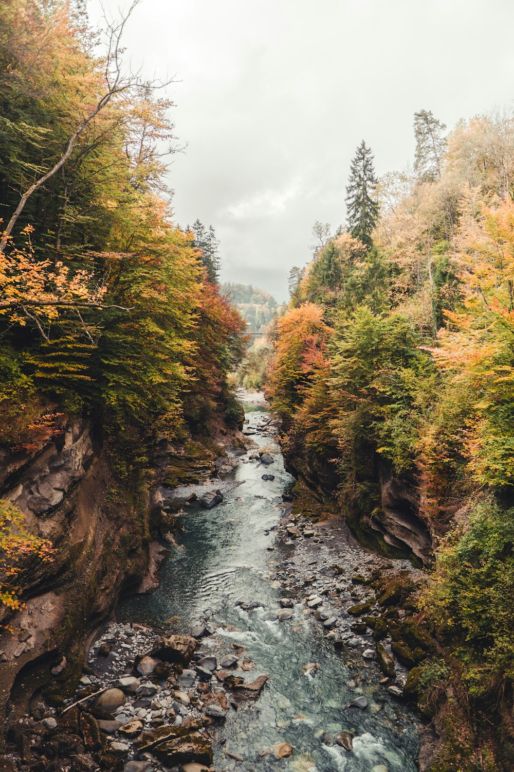 river between green trees during daytime