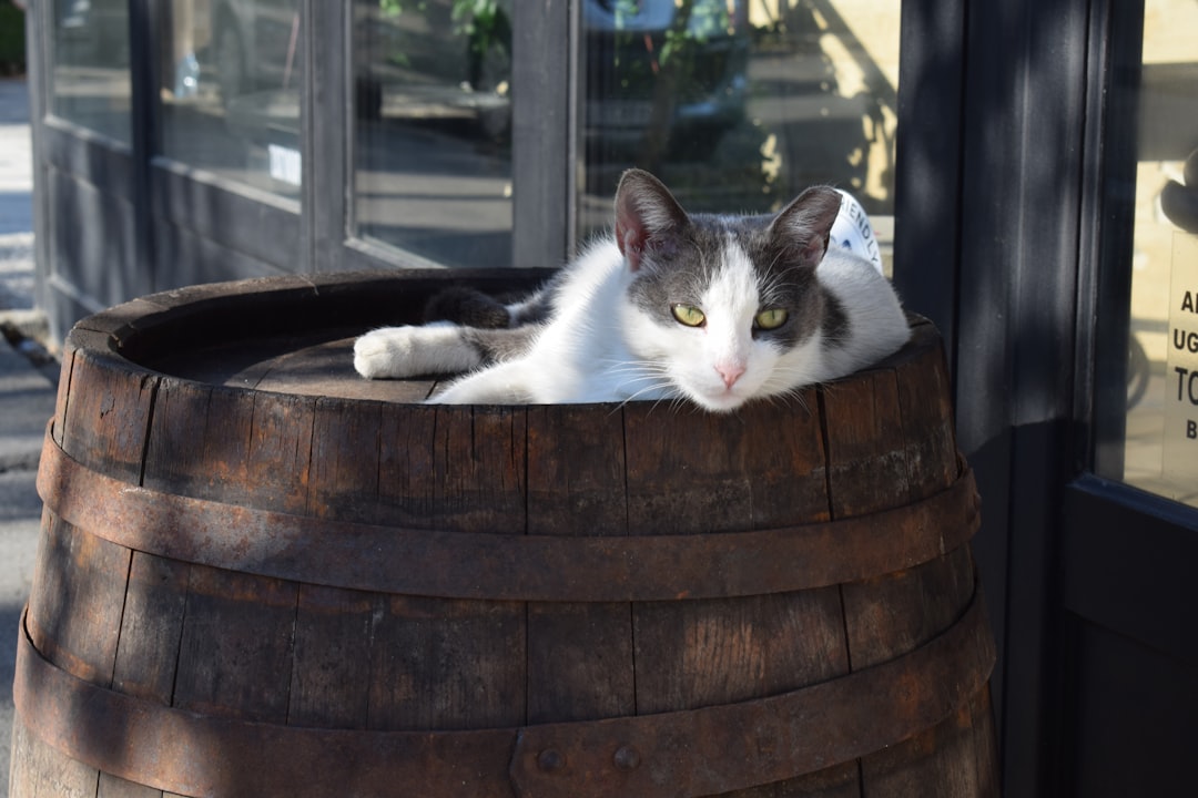 white and black cat on brown wooden barrel