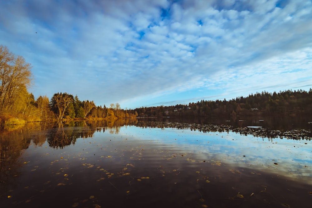 green trees beside lake under blue sky during daytime