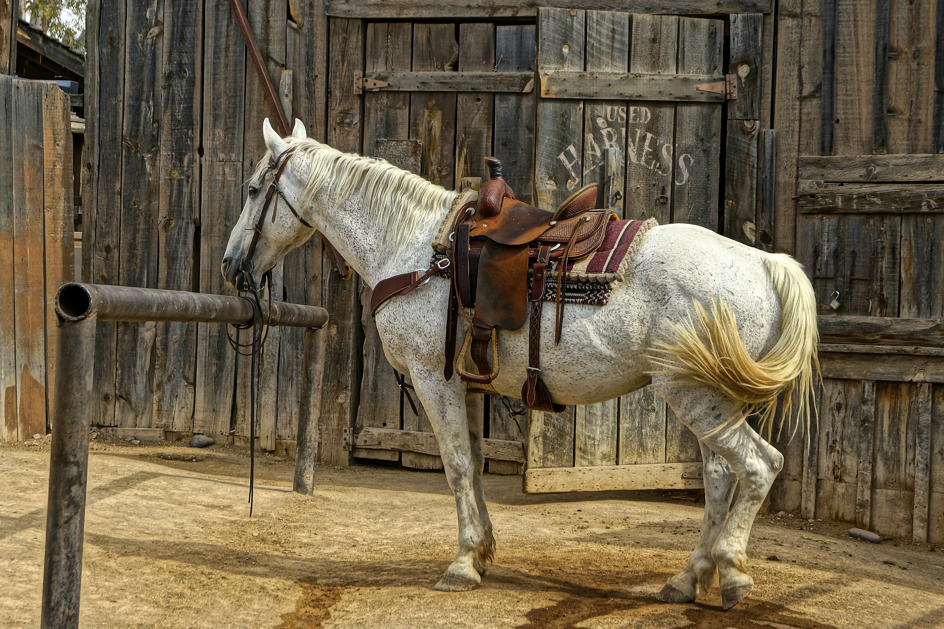 white horse running on brown sand during daytime