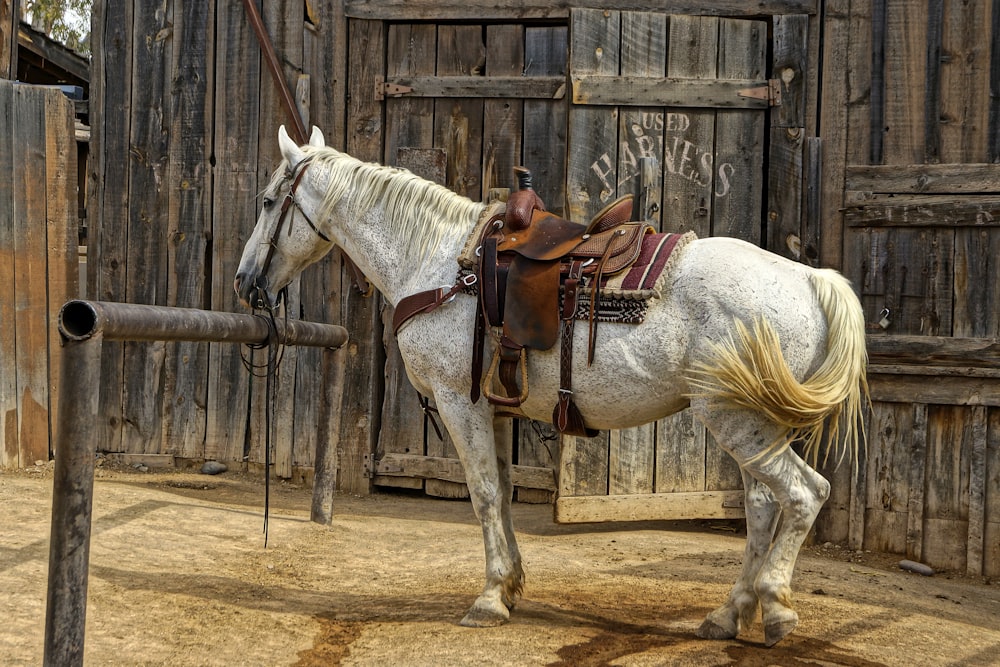 white horse running on brown sand during daytime