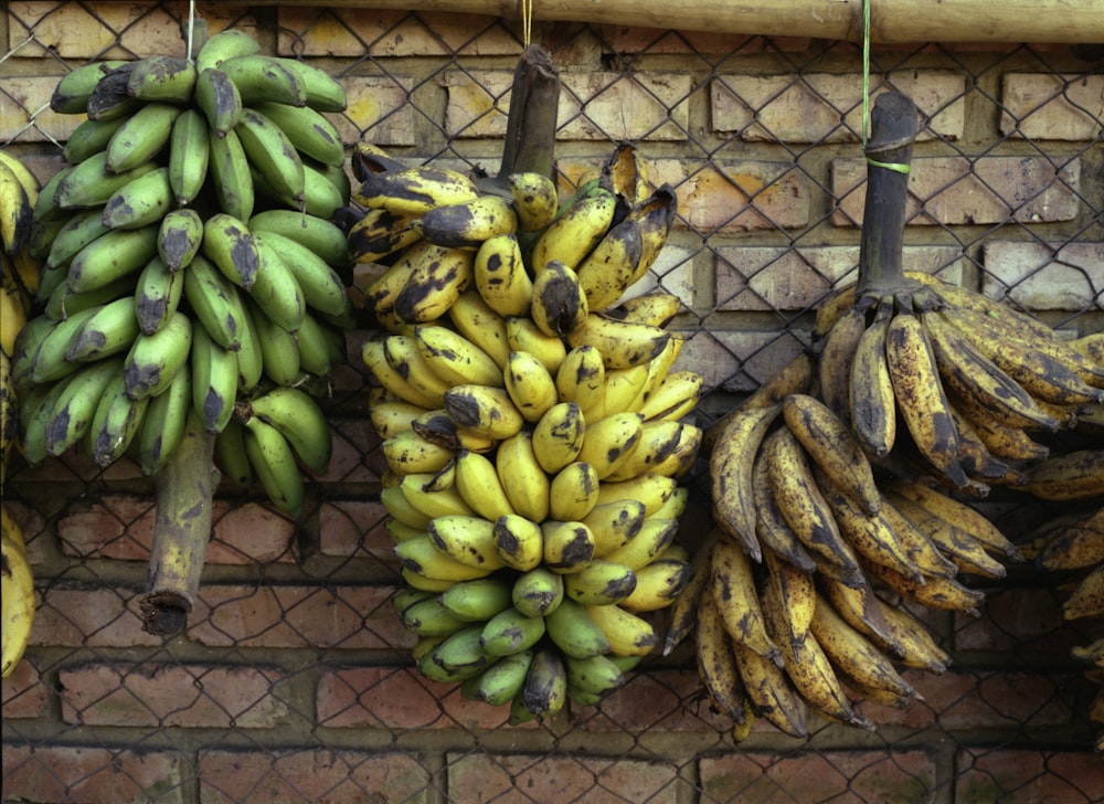 green banana fruit on brown metal fence