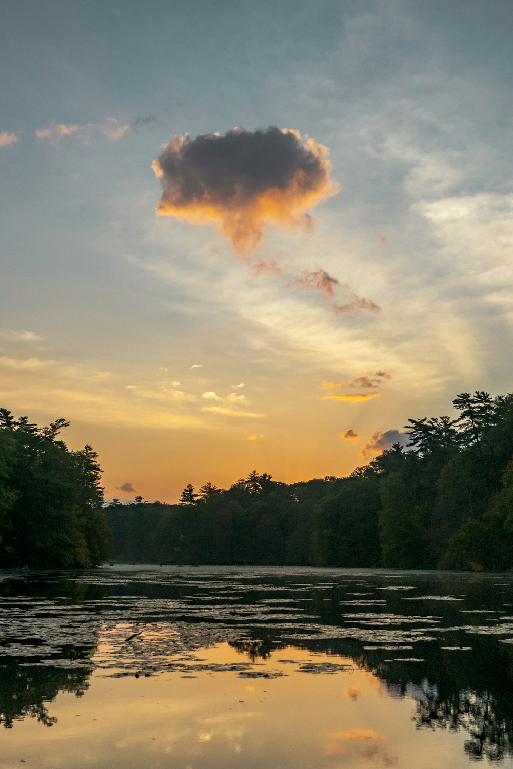 green trees near body of water during sunset