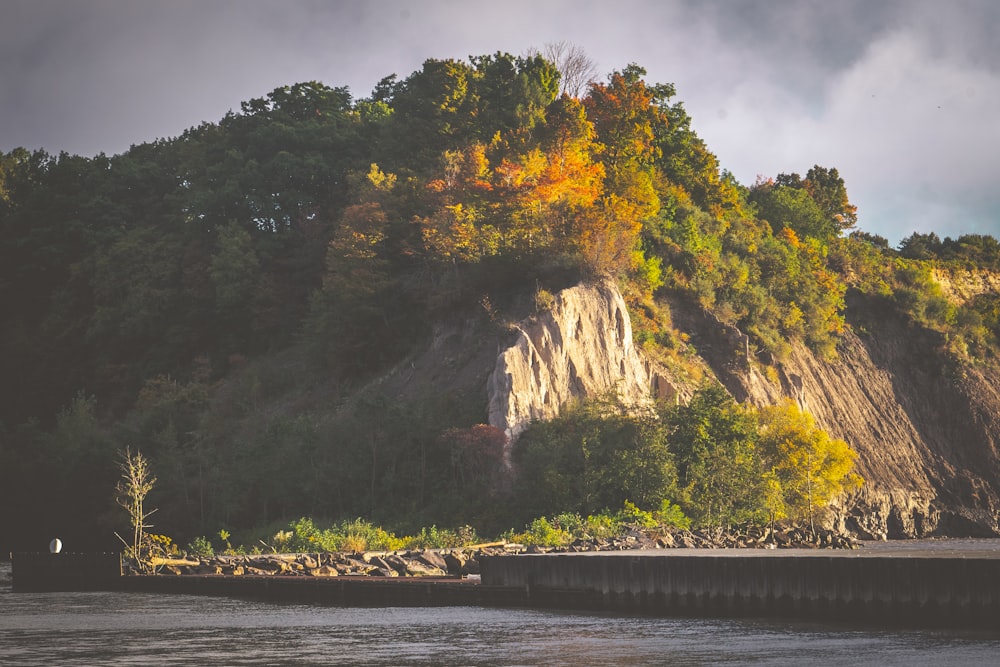 green trees near body of water during daytime