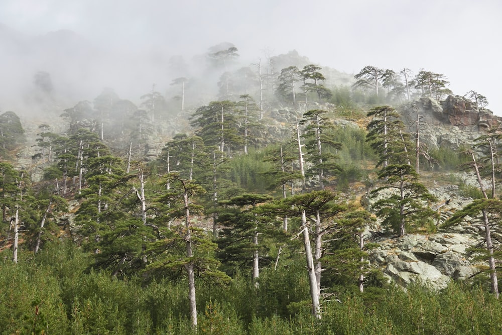 green trees on mountain during daytime