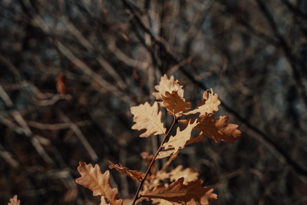 yellow maple leaf in tilt shift lens