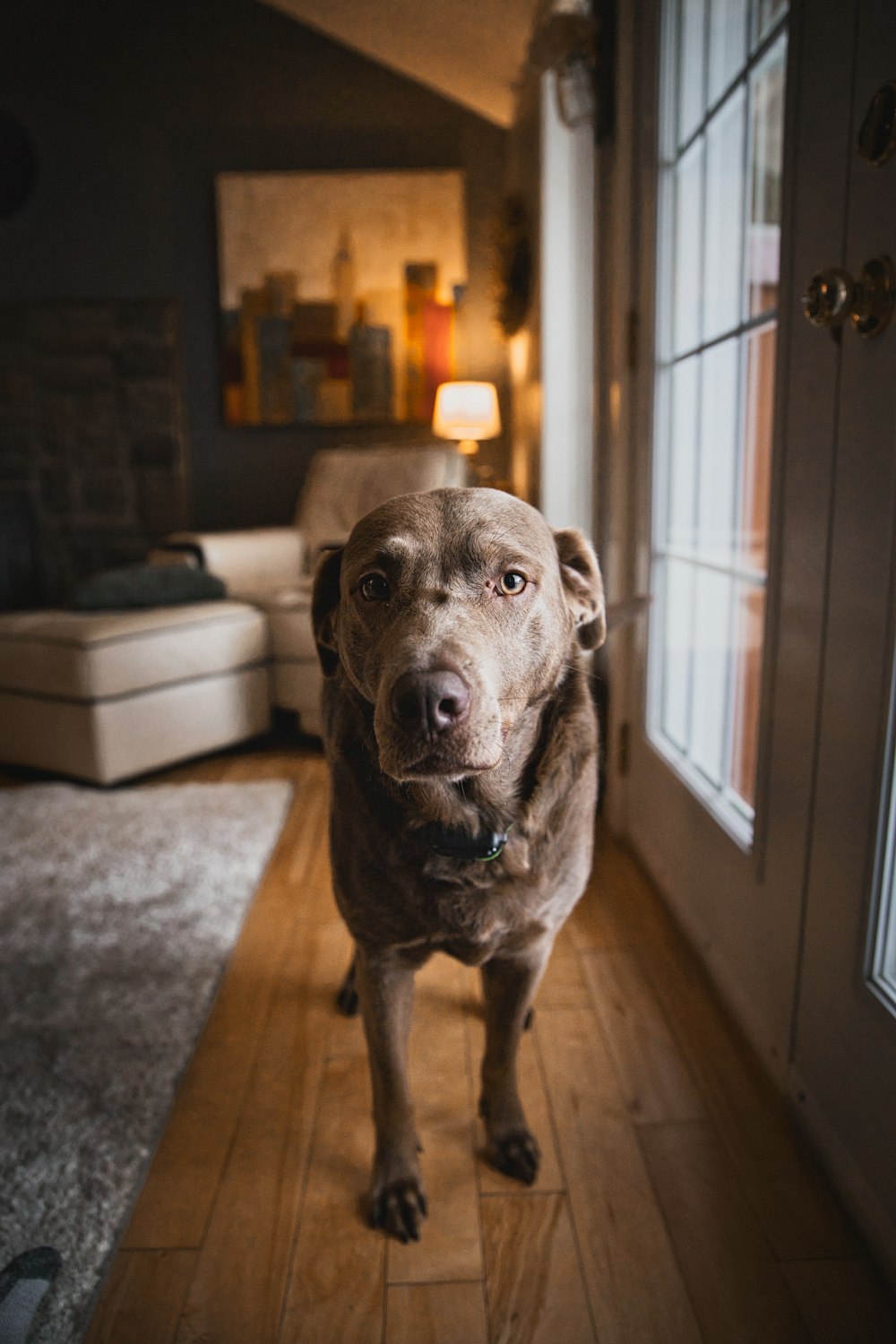 brown short coated large dog sitting on floor