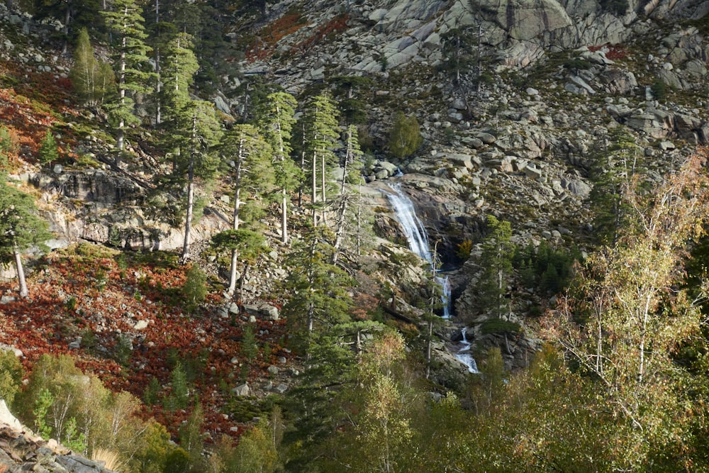 green trees near rocky mountain during daytime