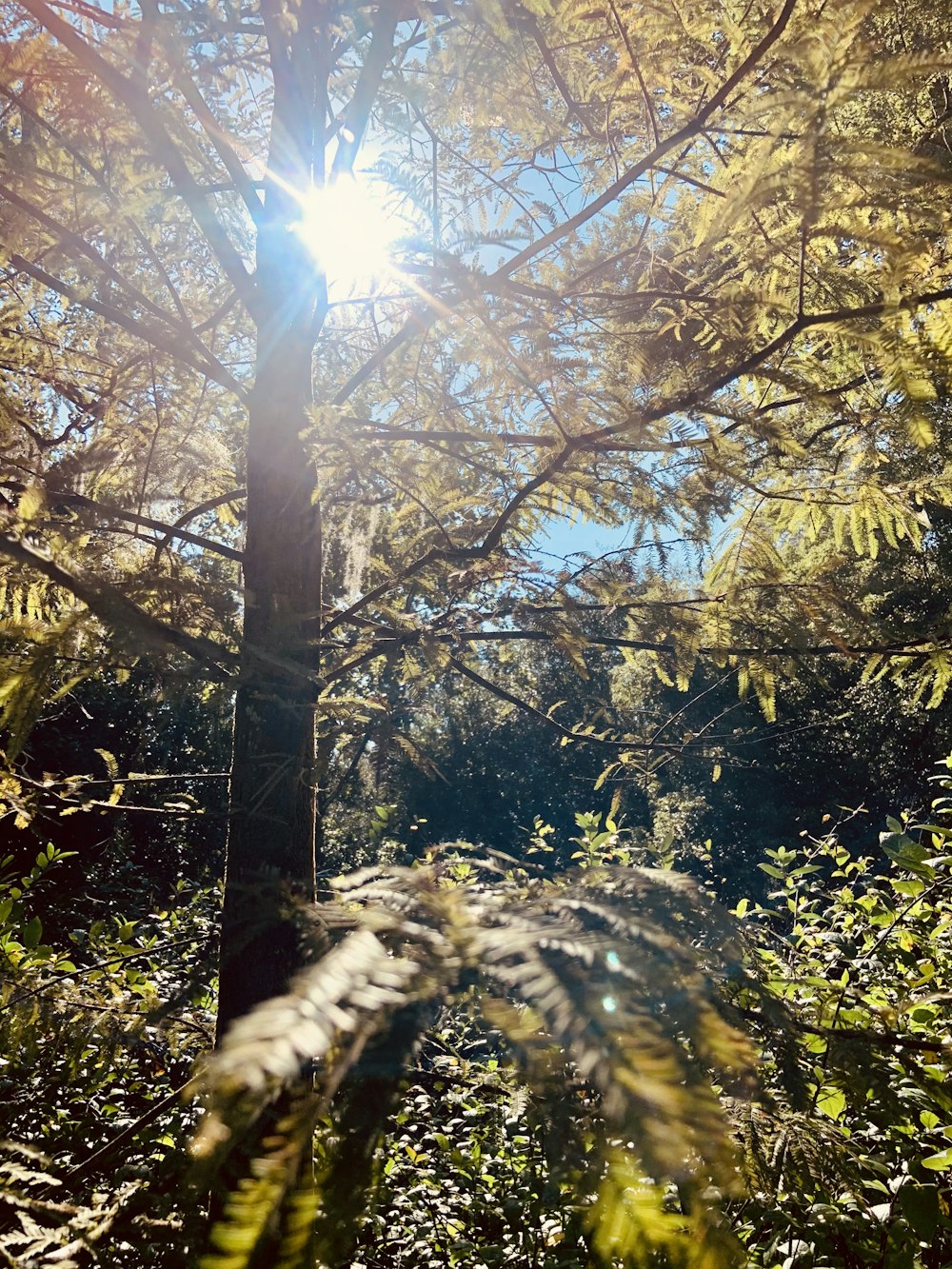 green and brown trees during daytime