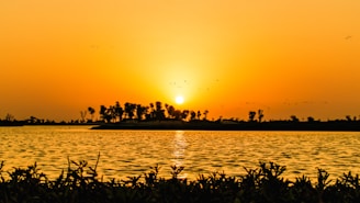 silhouette of birds flying over the sea during sunset